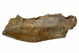Cretaceous Fossil Mammal Jaw Section - Wyoming #379751-1